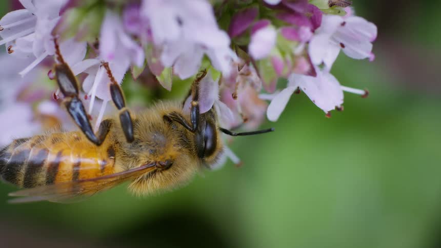 Honey bee collecting nectar from lilac flower