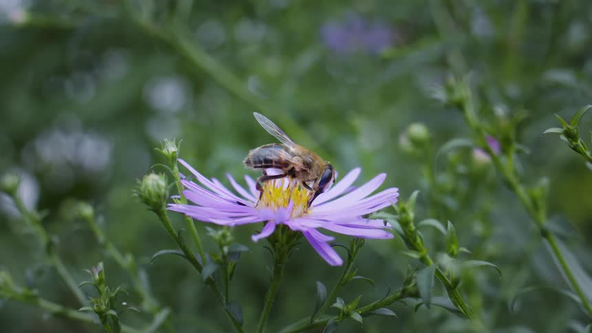 A hover fly gathers pollen from an aster amellus flower