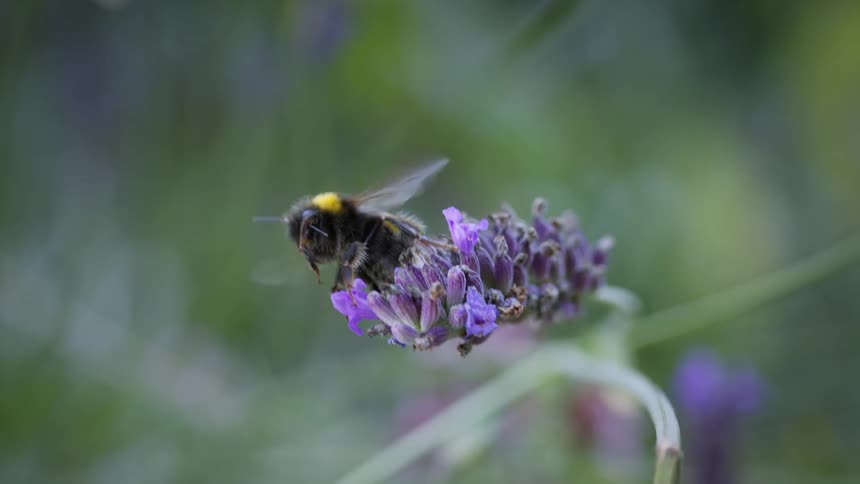 A bumblebee flies off a flowering lavender plant after pollinating it in the woods at midday