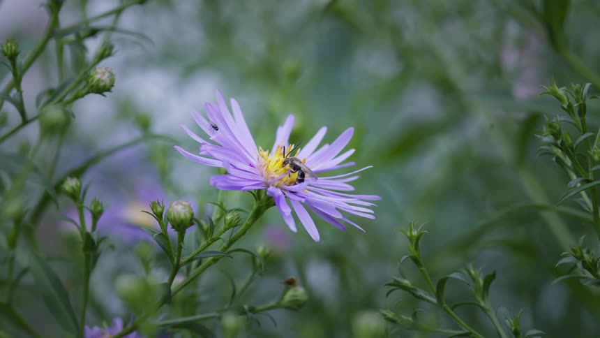 Close up of a flying wasp insect landing on a flower to feed on nectar outdoors during daytime