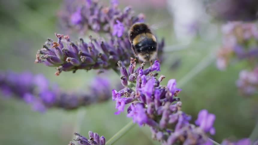 A fuzzy white-tailed bumblebee with black and yellow stripes actively moving on a stalk of lavender flowers