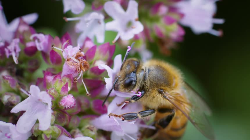 Bee pollinating a pink flower