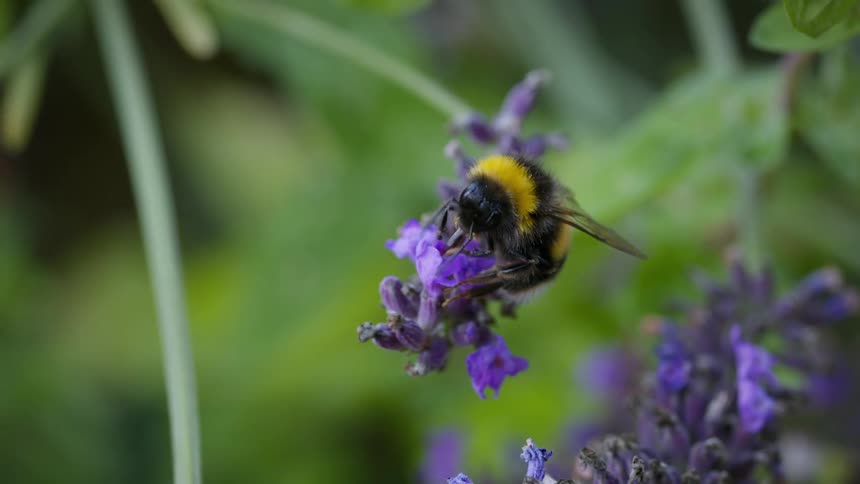 A fuzzy bumblebee with a black and yellow striped body moving across a stalk of vibrant purple lavender flowers to collect pollen