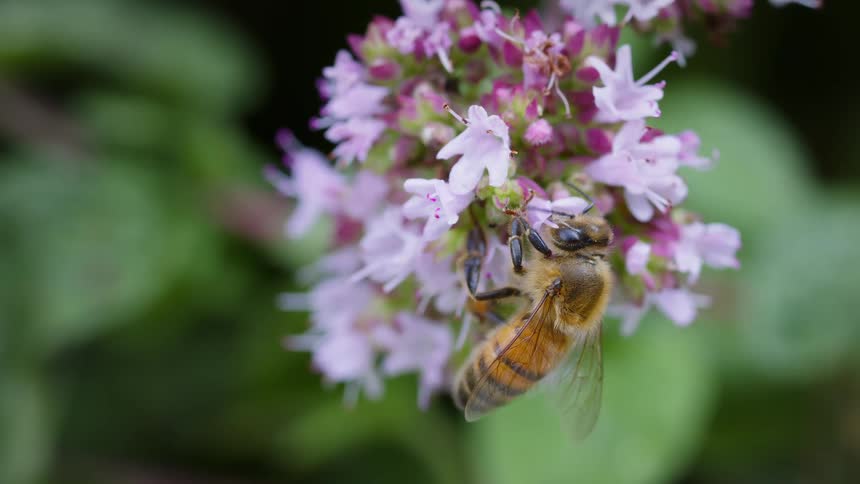 Bee taking nectar from a flower with wings spread