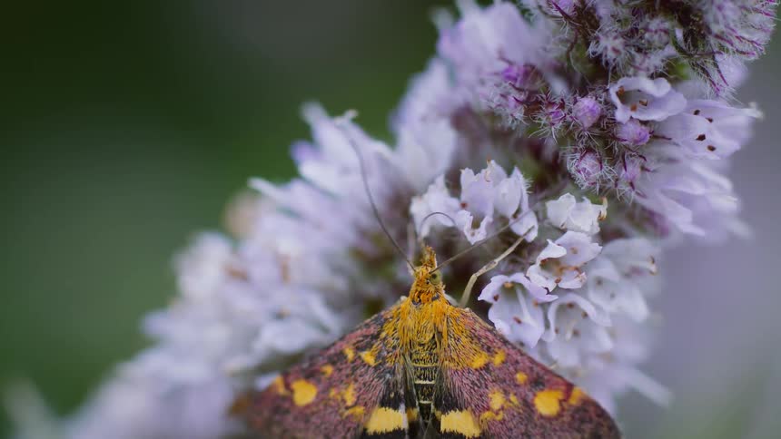 Close up colorful moth pollinating on a purple flower