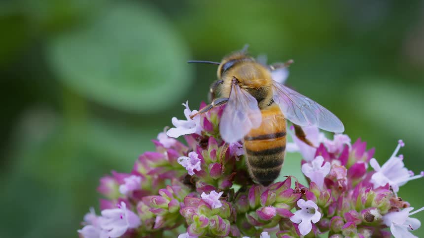 Bee walking on a pink flower