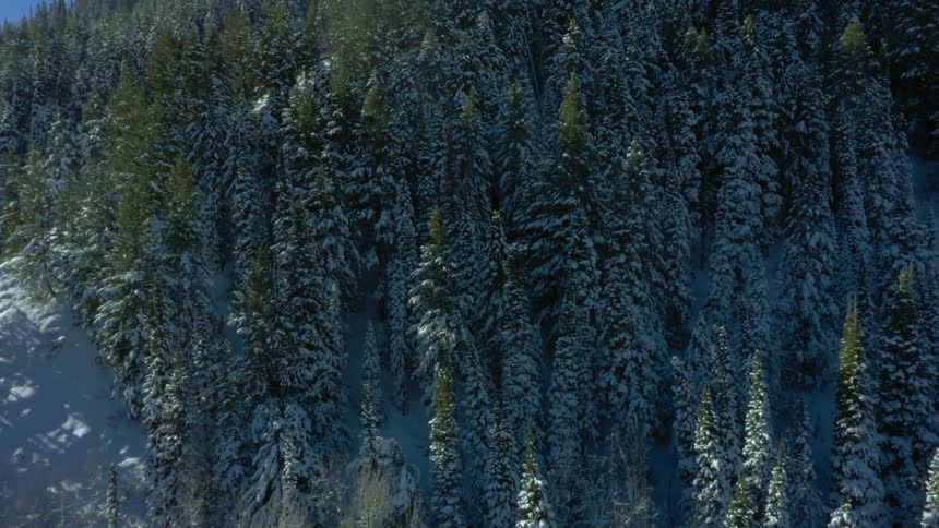Aerial panorama of a forest in the mountains with conifers and snow
