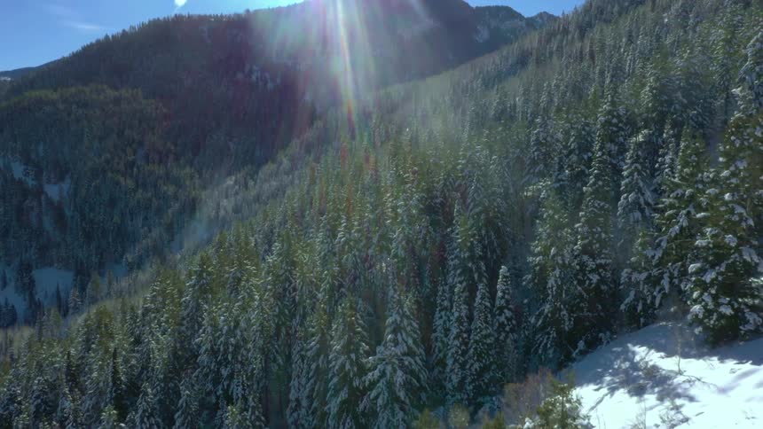 Aerial landscape of a snowcovered coniferous forest in the mountains