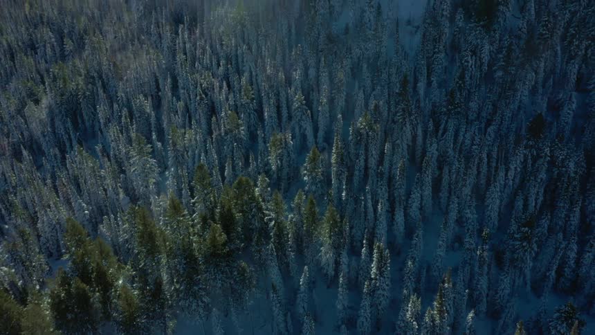 Snowcovered coniferous forest in the mountains