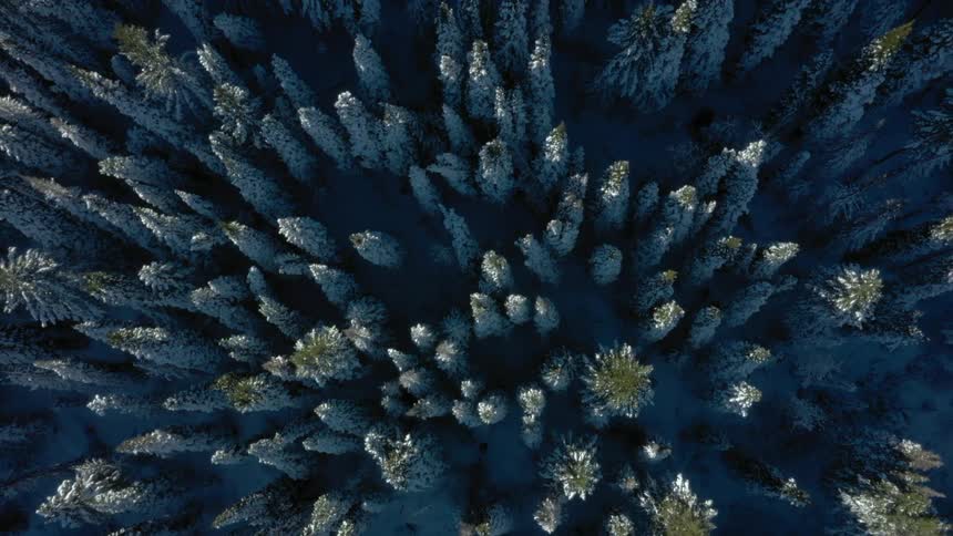 Snowcovered coniferous forest