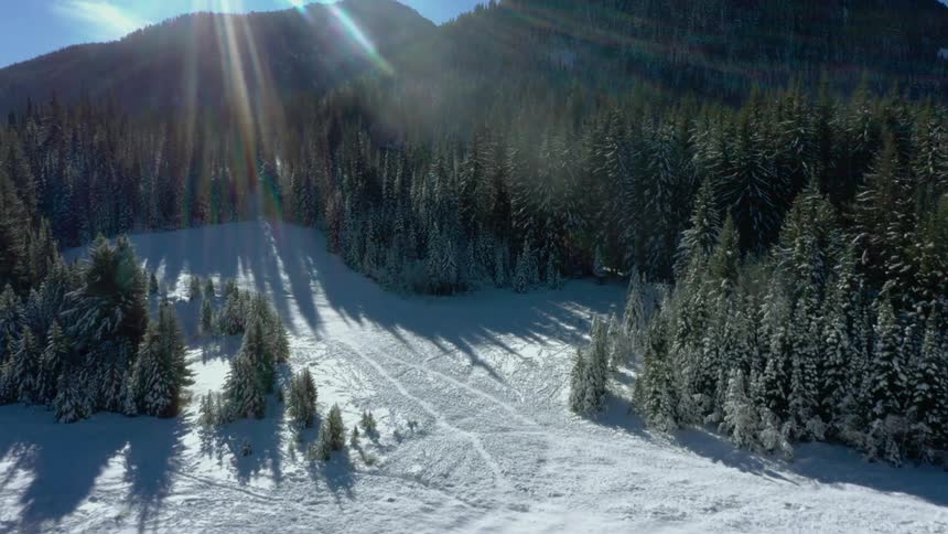 Snowcovered forest casts long shadows under the sunlight