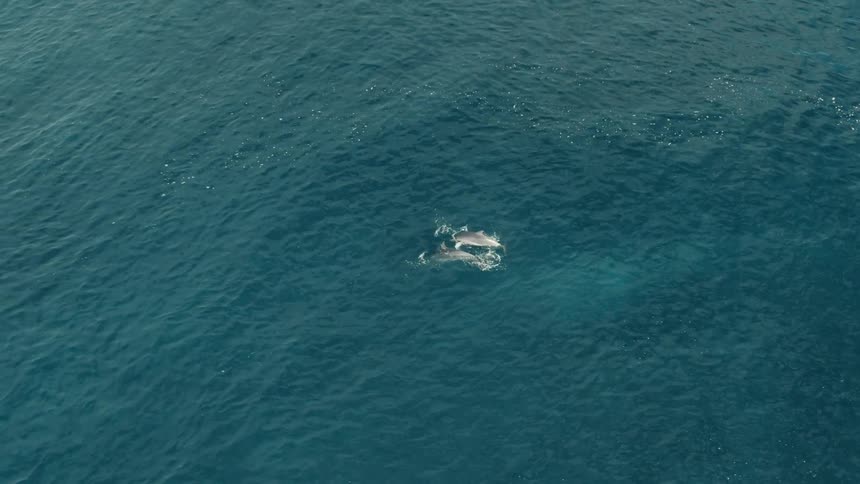Aerial of two dolphins swimming together across the ocean surface during daytime