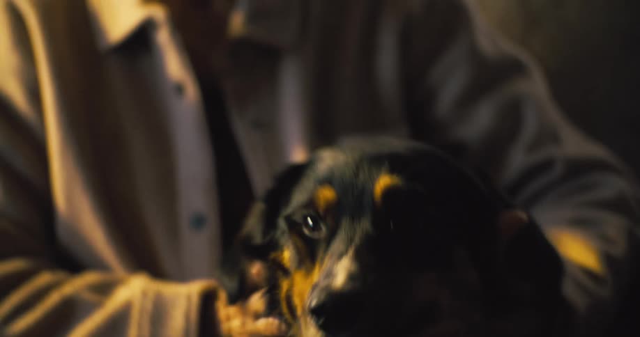 A small dog with black brown and white fur sits calmly in a persons lap illuminated by warm light