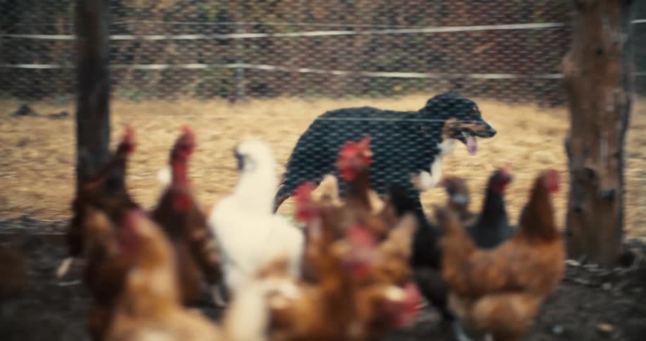 A dog with black and white fur standing behind a wooden fence barking at a group of chickens in the foreground