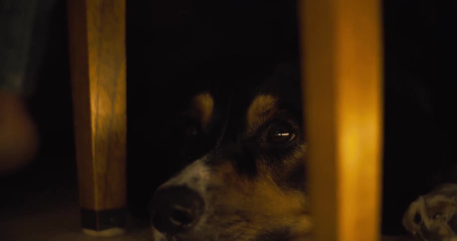 The dog is laying under the chair
