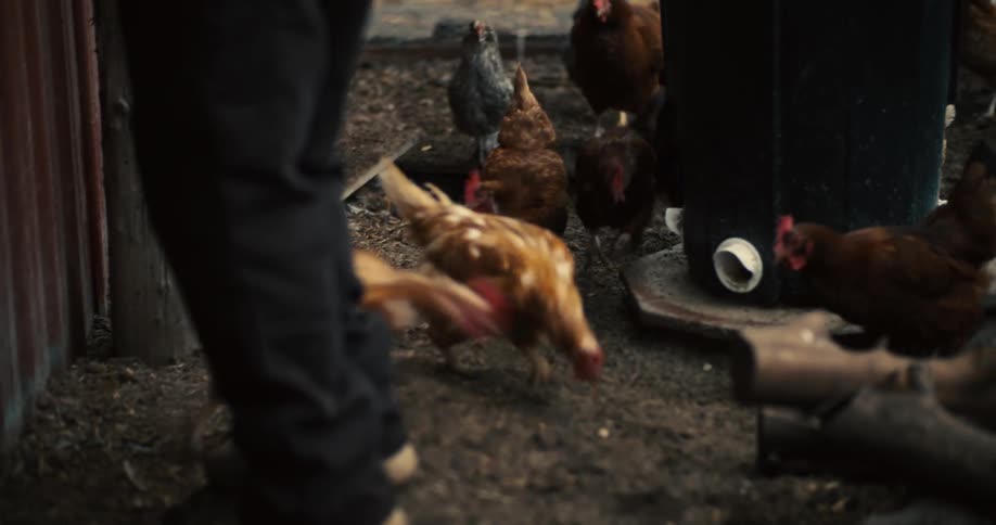 An elderly woman throwing corn kernels to chickens on a farm