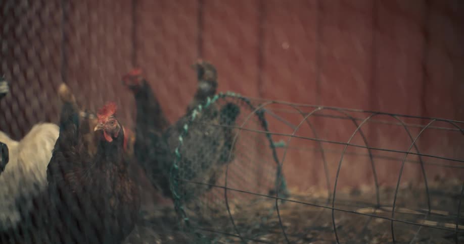 Chickens are gathered near a wire fence inside a chicken coop