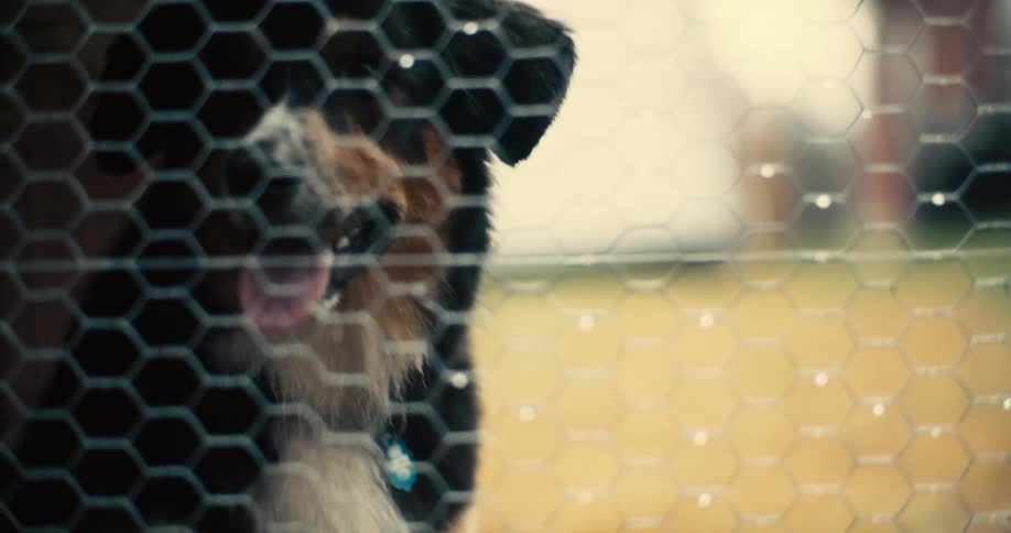 The dog is sitting by the fence