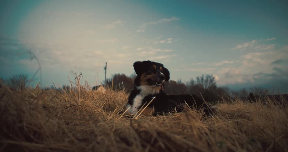 A full body shot of a dog with black white and brown fur panting with its tongue out as it lies in a field of dry tall grass