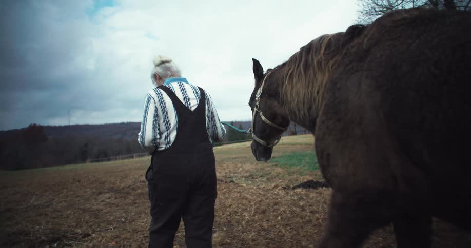 An elderly woman is leading a horse and a donkey through a rural field