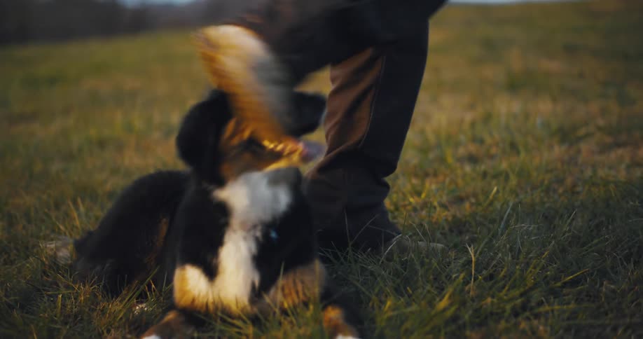 A person playing with a dog on a grassland takes its toy and playfully walks over it at midday