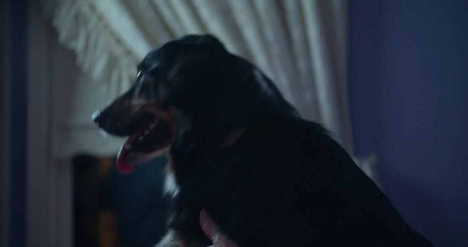 A dog with black and tan markings and a white patch of hair on its chest stands panting with its mouth open its long tongue visible as a persons hands pet its side