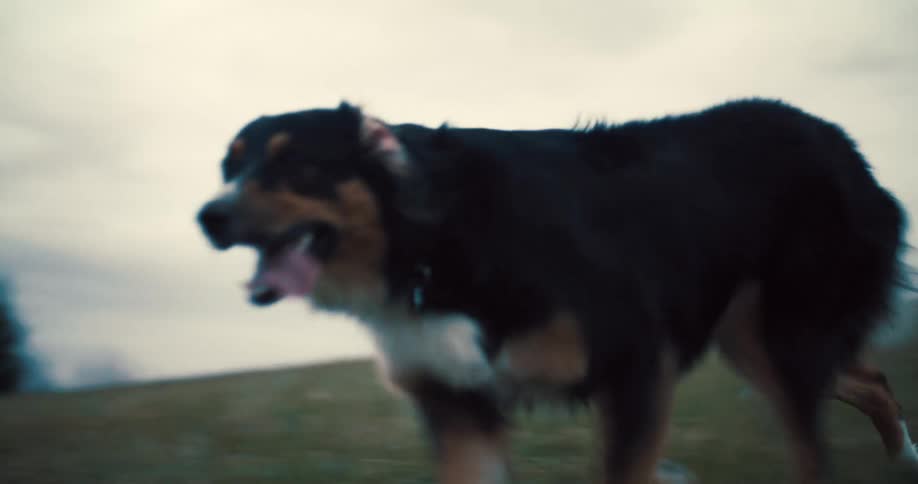 The dog runs around the girl sitting in the grass