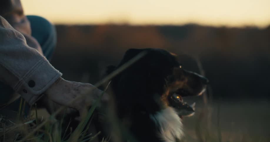Person pets a dog lying on the grass during sunset