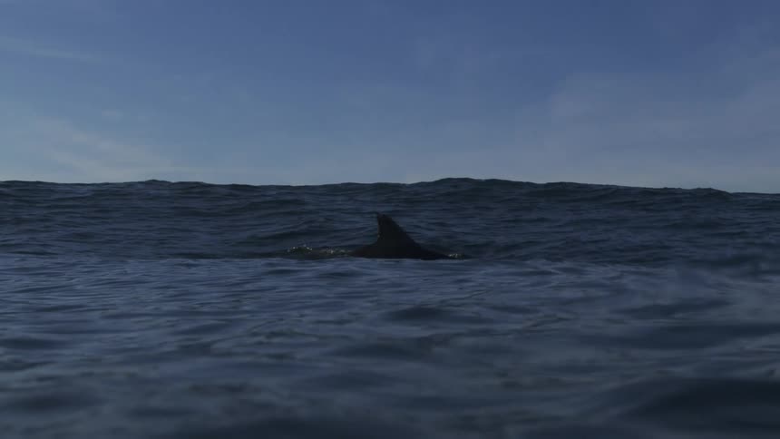 Dolphin fin emerges from the ocean surface under a blue sky