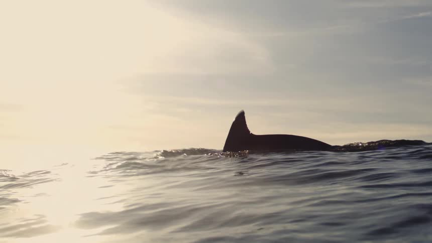 Extreme slow motion pair of whales swimming and diving in the ocean