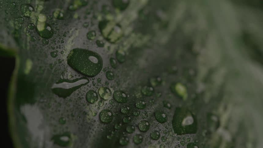 Water droplets scattered across the surface of a green leaf