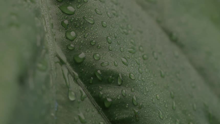 A plant leaf covered in dew