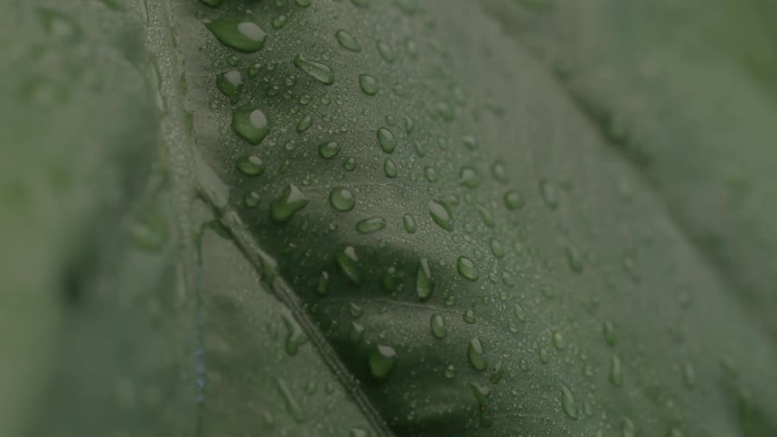 Water droplet dripping from a green leaf