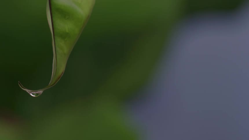 Droplets of water dripping off a pointy plant