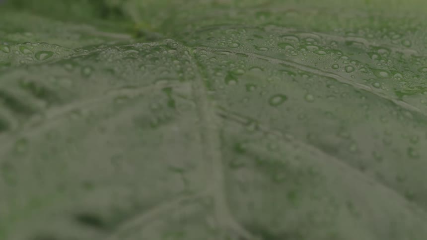 Green leaf covered with small water droplets