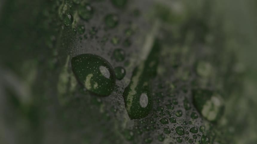 Extreme close up of water droplets on the surface of a green leaf outdoors