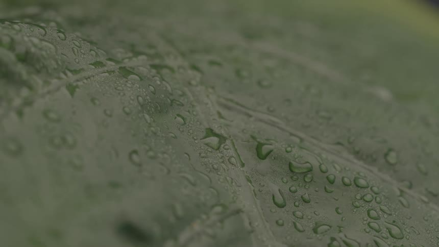 Green leaf covered with water droplets