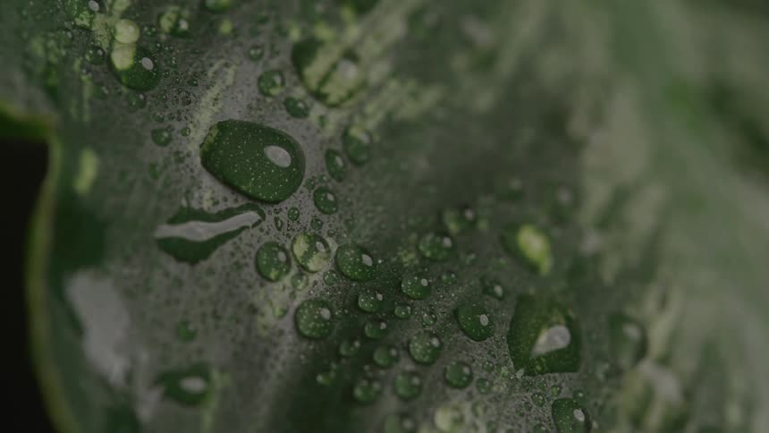 Extreme close up of water droplets on the surface of a green plant leaf outdoors