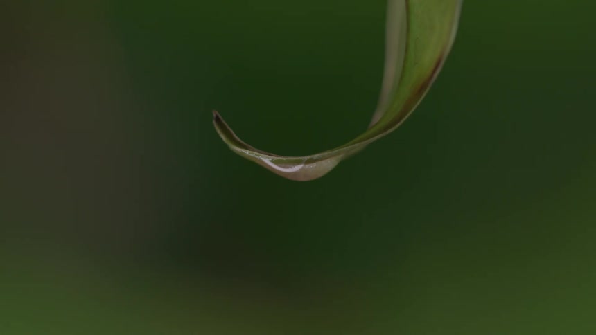 Water droplet hanging from the tip of a green leaf