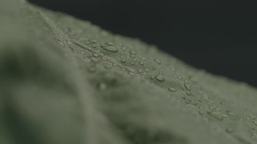 Water drips off the vegetable