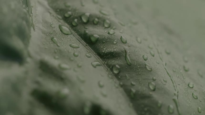 Extreme close up of rain water droplets flowing downwards on the surface of a green leaf outdoors during daytime