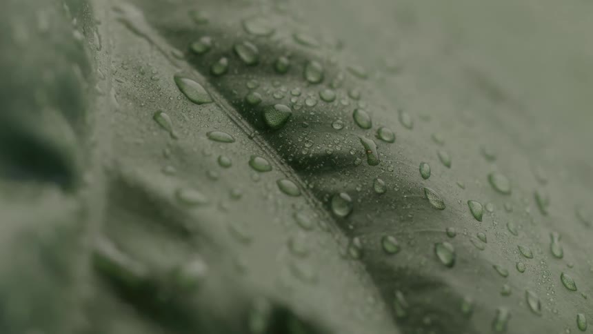 A close view of a dark green plant leaf shows several small water droplets clinging to the surface