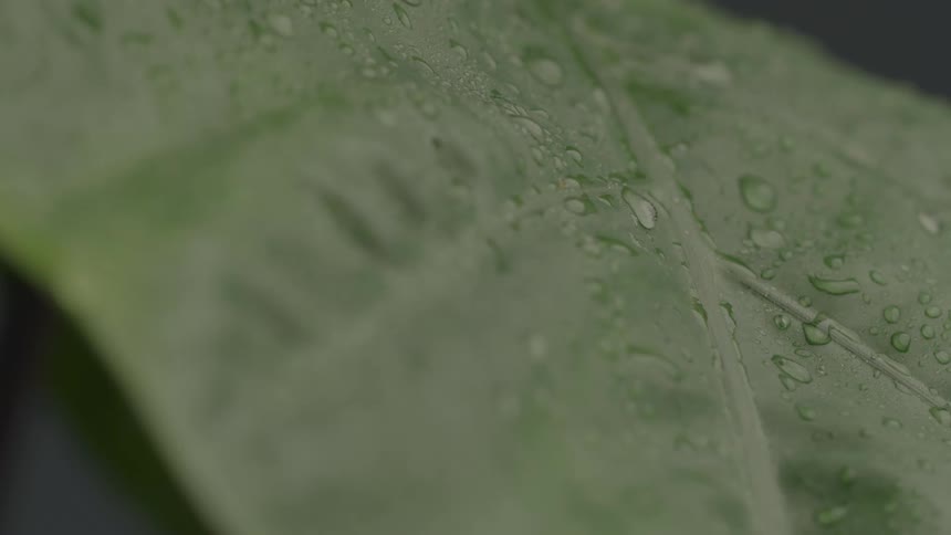 A close view shows drops of water clinging to a green plant leaf