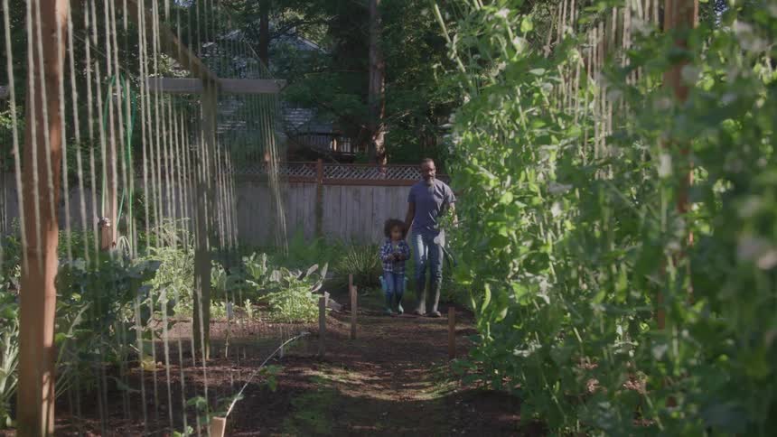 A long shot shows a person and a child walking on a dirt path in a garden the path is lined with rows of tall plants on trellises