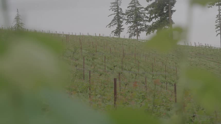 Hazy grapevine field on a hillside