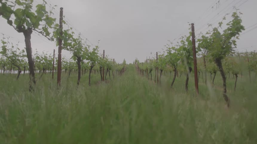 Multiple rows of wine grape vines are planted within a grassy field