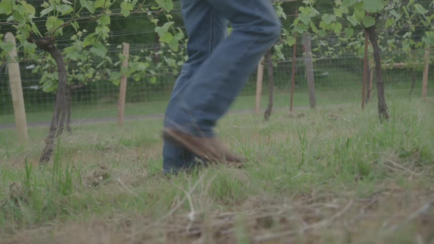 A low angle view of a person walking across a grassy field in a vineyard with the person wearing blue jeans and brown shoes