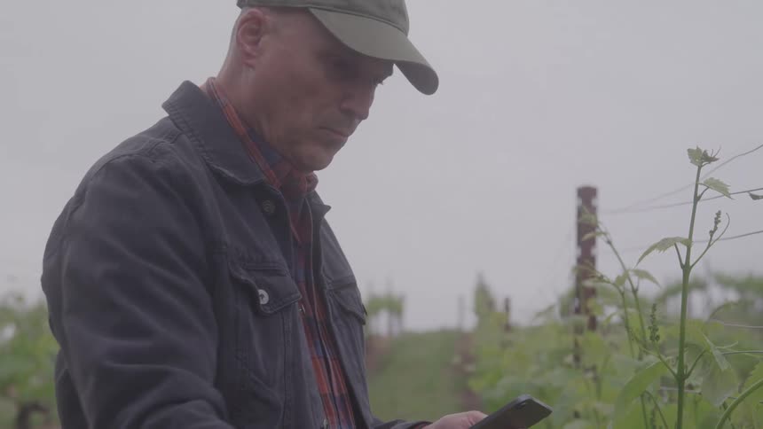 Man inspects crops while holding a cellphone in one hand