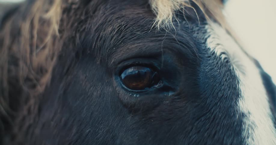 A very close view of a horses brown eye