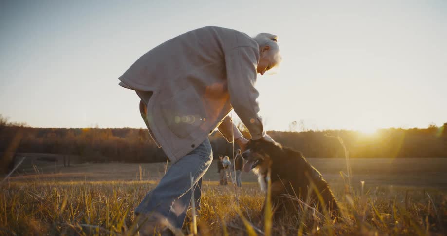A woman with her hair in a bun is petting a black and brown dog in a sunlit field the light is shining from behind them casting a warm glow in the background other people can be seen with more dogs